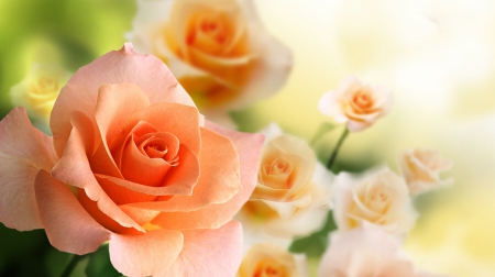 Roses - orange, amazing, roses, flower