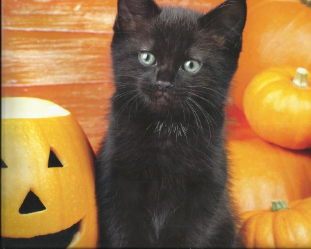 Halloween kitten - paws, halloween, pumpkins, black, cute, kitten