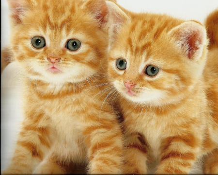 Kittens - cute, siblings, paws, kitten