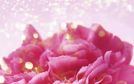 Pink petals - bokeh, flowers, petals, pink