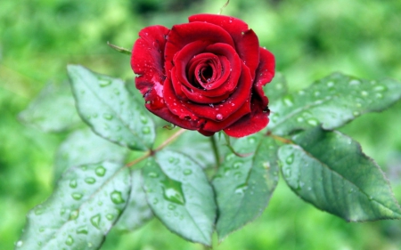 Red rose - flowers, petals, rose, bloom