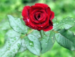 Red rose