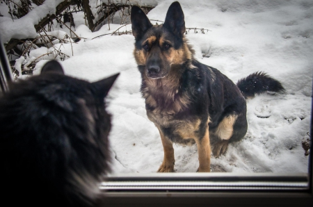 German shepherd and cat - pretty, puppys, beautiful, dog, lovely, sweet, animal, dogs, cute, puppy, animals