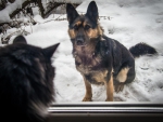 German shepherd and cat