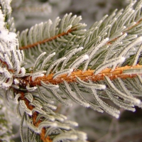 Snowy fir tree branch