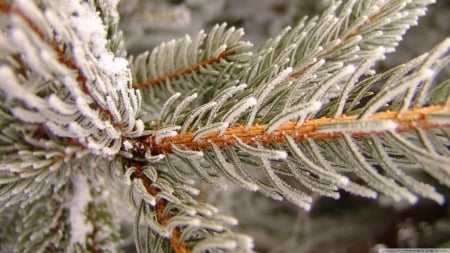 Snowy fir tree branch - frosty, photography, branch, pine, winter, leaf, for, wallpaper, frosted, hd, nature, abstract, frost, leaves, tree, frozen