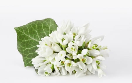 Bouquet - flowers, bouquet, white, petals