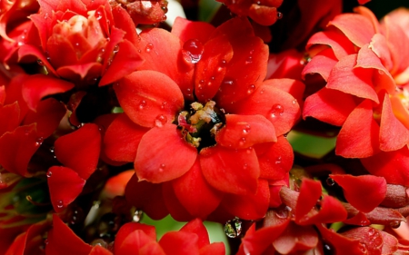 Beautiful flower - flowers, red, petals, blooom