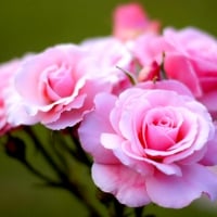 PINK ROSES