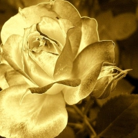 Friendship is a golden rose