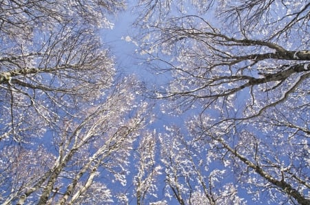 The Trees - winter, tree, trees, snow