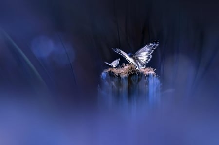 Blue - butterfly, blue, fly, wings