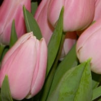 * Soft tulips *