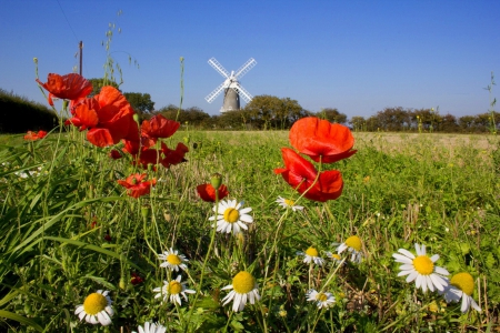 A windmill - camomile, beautiful, mill, windmill, grass, field, colorful, meadow, pretty, landscape, flowers, wildflowers, sky, poppies, freshness, lovely, daisies