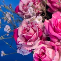 Lovely roses background