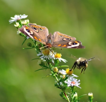 Insects pollinating together - butterfly, flowers, bee, nectar