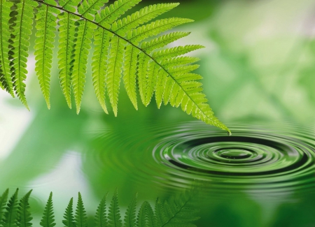 Silence - water, mirrored, lovely, serenity, quiet, reflection, beautiful, green, leaves, silence