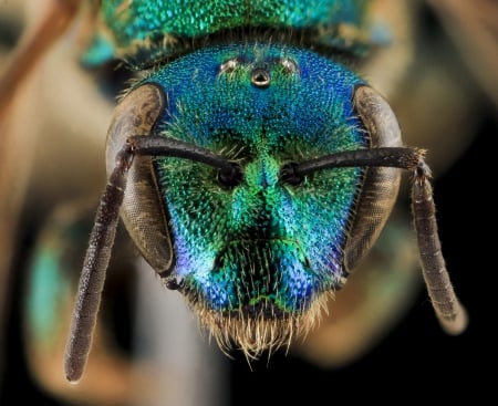 blue green bee face - eyes, big, metallic, augocloropsis sumptuosa