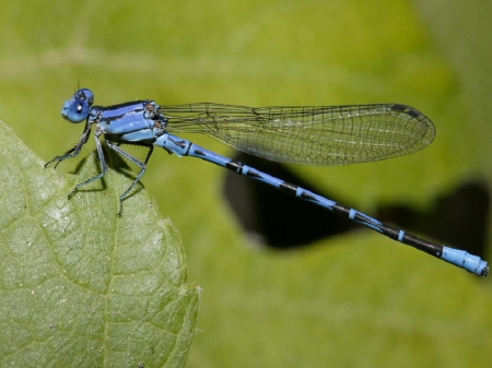 Damselfly - animal, damselfly, wings, fly