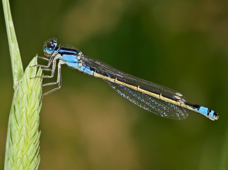 Damselfly - animal, damselfly, wings, fly