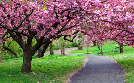 Spring Walkway! - nature, trees, walkway, spring