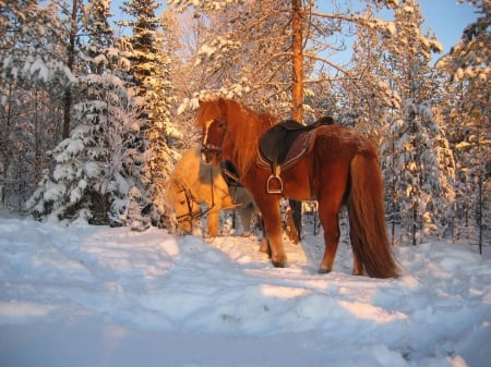 Horses in Snow - nature, saddle, horse, trees, winte