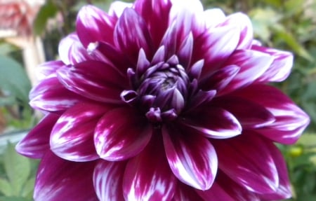 Dahlia - nature, dahlia, flowers, dahlias, flower