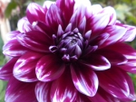 Dahlia