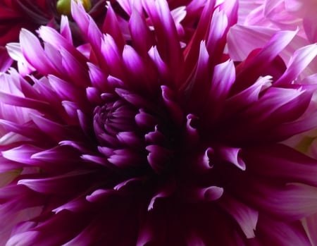 Dahlia - nature, purple, dahlia, flowers, dahlias, flower