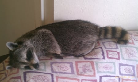 Sleeping Raccoon - pets, animal, raccoon, sleeping, critters