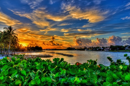 Sunset - plants, clouds, sunset, sky