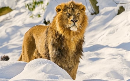 Lion - cats, lion, winter, animals