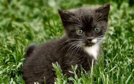 Sweet kitten - kitten, green, eyes, grass, sweet