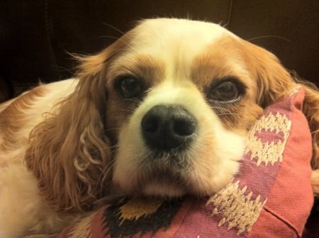 Eyes full of love - cavalier, king, charles, dog