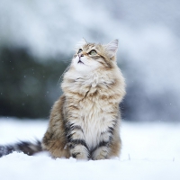 kitty in the snow