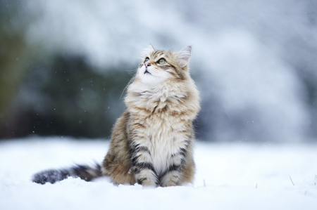 kitty in the snow - animals, snow, cats, kitty