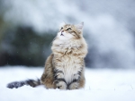 kitty in the snow