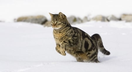 jumping in the snow - jumping, animals, snow, cats