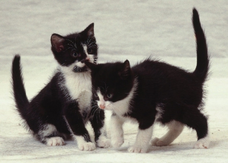 playing in the snow - cats, animals, playing, winter, kittens, snow