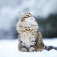 kitty in the snow