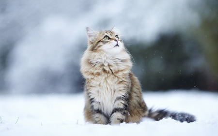 kitty in the snow - winter, cats, snow, animals, kitty