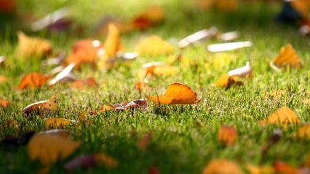 Carpat Of Leaves - sunshine, carpet, leaves, grassland