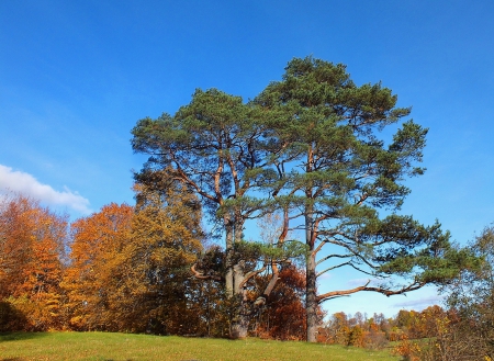 Autumn.Buse castle mound. - autumn, others, people, history