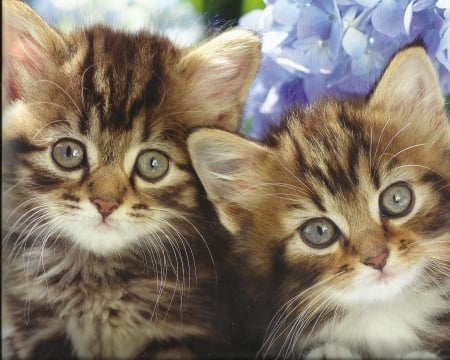 Two kittens - paws, cute, twins, kitten