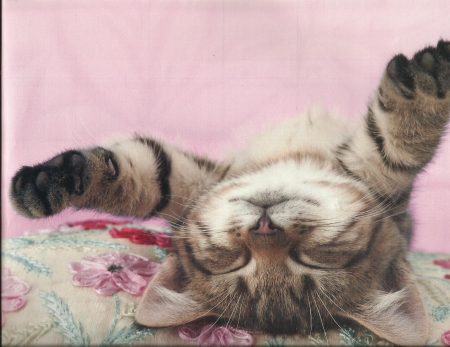 Kitten - napping, paws, cute, kitten