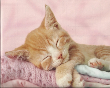 Kitten - paws, napping, cute, kitten