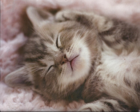 Kitten - napping, paws, cute, kitten