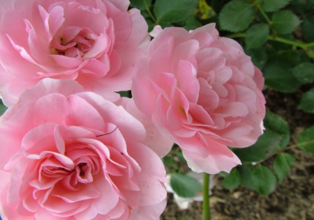 Lovely Pink Roses - pretty, roses, stem, petals, pink, leaves, flowers, nature, gorgeous, green