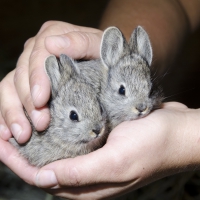 pygmy bunnies