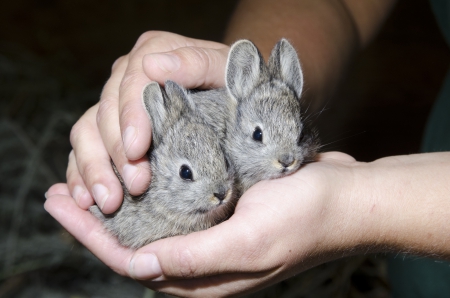 pygmy bunnies - hands, rare, basin, columbia